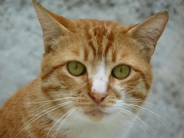 Portret młodego kota — Zdjęcie stockowe