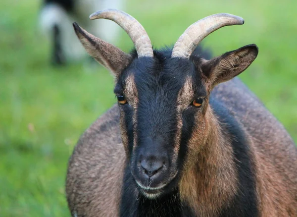 Retrato de uma cabra — Fotografia de Stock