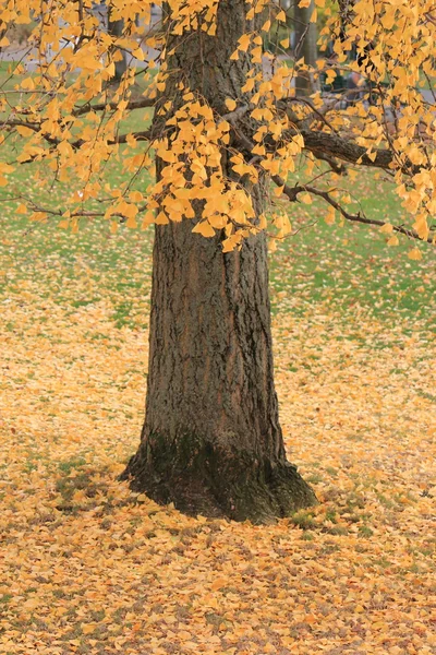 Autumn leaves and trunk — Stock Photo, Image