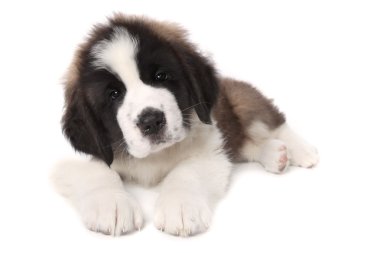 Adorable Saint Bernard Puppy Lying Down on White Background clipart