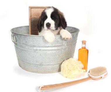 Saint Bernard Puppy in a Washtub for Bath Time clipart