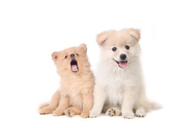 Pomeranian puppies sitting obediently on a white background clipart