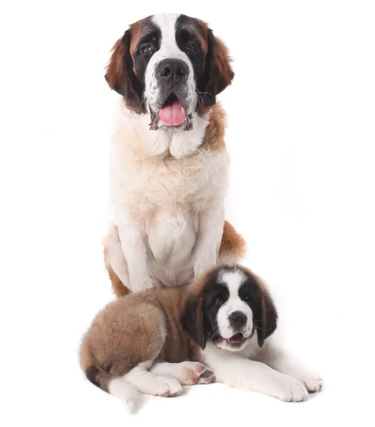 Dos enamorados cachorros de San Bernardo juntos sobre un fondo blanco —  Fotos de Stock