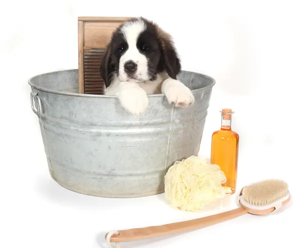 Saint bernard puppy in een wastobbe voor bad tijd — Stockfoto