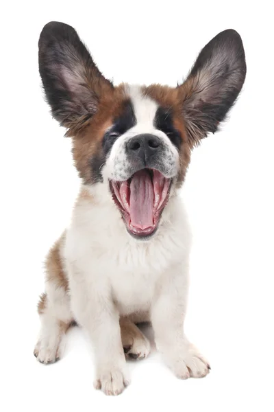 Pupy saint bernard met oren omhoog en mond open — Stockfoto