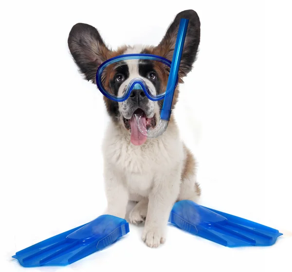 San Bernardo cane cucciolo indossa attrezzatura da snorkeling — Foto Stock