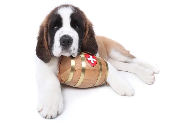 stock image A Saint Bernard puppy with rescue barrel around the neck