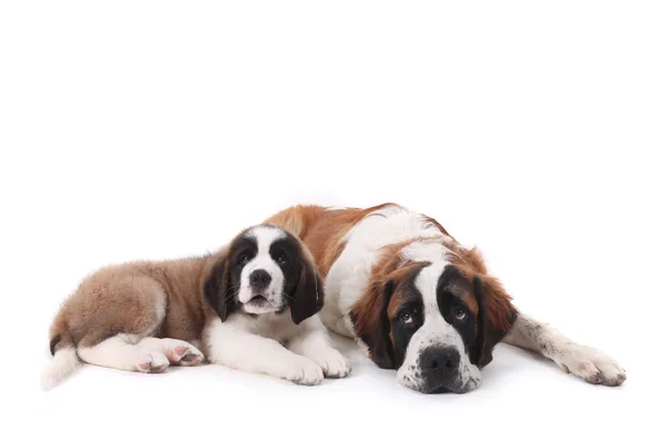 Dos enamorados cachorros de San Bernardo juntos sobre un fondo blanco —  Fotos de Stock