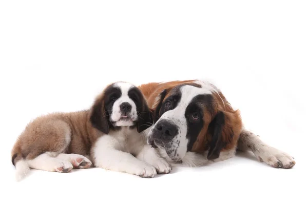 Due amorevoli cuccioli di San Bernardo insieme su sfondo bianco — Foto Stock