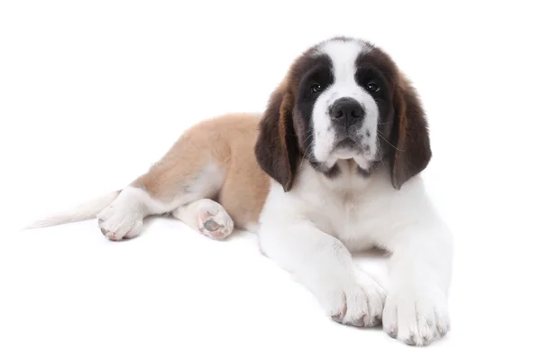 甘い子犬聖バーナード ・白い背景の上 — ストック写真