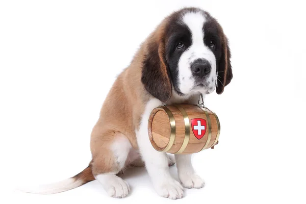 stock image A Saint Bernard puppy with rescue barrel around the neck