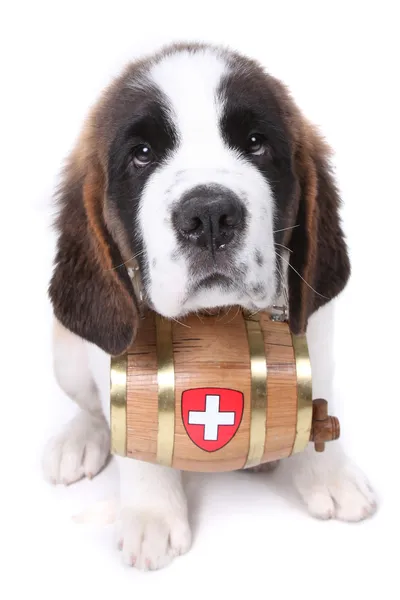 Een Sint bernard puppy met redding vat rond de hals — Stockfoto
