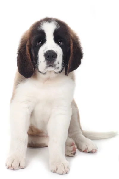 Zoete pup saint bernard op een witte achtergrond — Stockfoto