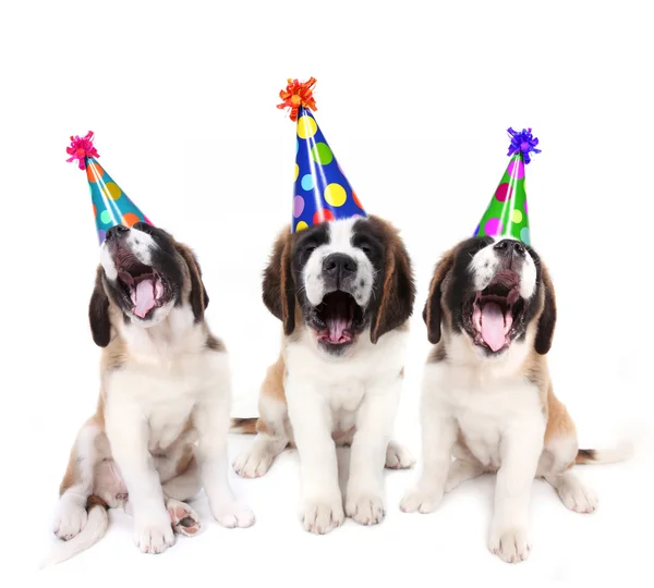 Saint bernard puppies met verjaardag partij hoeden zingen — Stockfoto