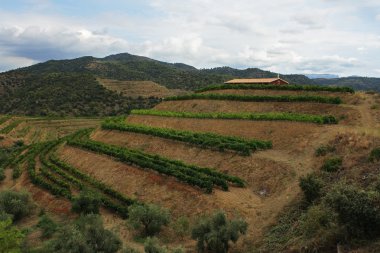 gratallops, İspanya, İspanya yakınındaki asma Bahçe