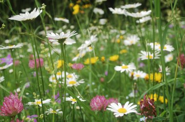 Beautiful summer flowers in the carpathian mountains clipart