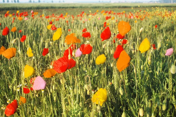 Schöne Bunte Mohnblumen Auf Einem Weizenfeld — Stockfoto