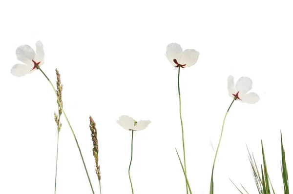 Witte poppy weide — Stockfoto