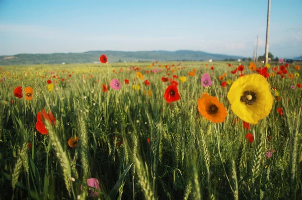 Beautiful Multicolored Poppies Wheat Field — Stock Photo, Image