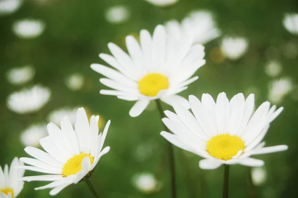 Schöne Sommerblumenwiese — Stockfoto