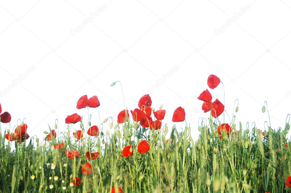 Beautiful red poppies on a wheat field
