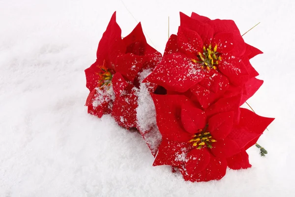 Christmas red poinsettias — Stock Photo, Image