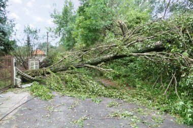 Damaged fallen tree clipart