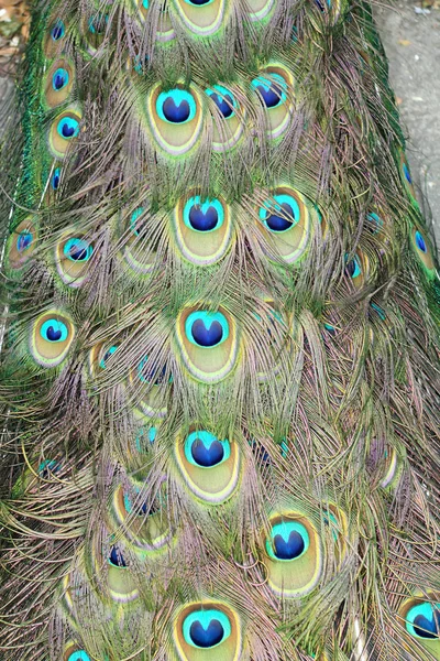 La cola de pavo real —  Fotos de Stock