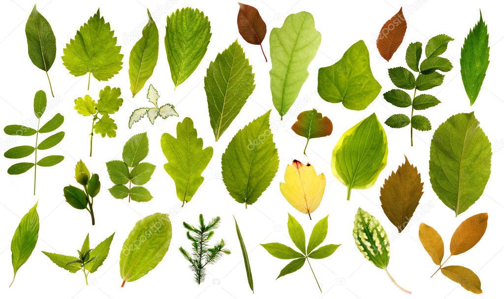 Big collection of different leafs