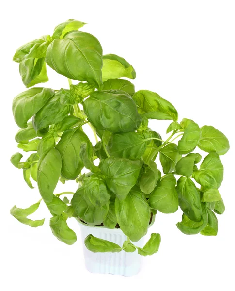 Świeża bazylia Zielona roślina — Zdjęcie stockowe