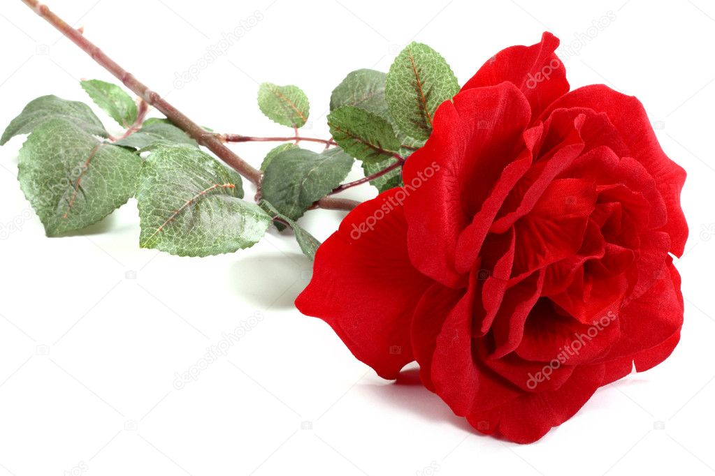 Single red Rose
