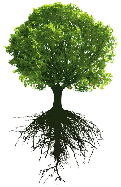 뿌리와 나무 — 스톡 벡터