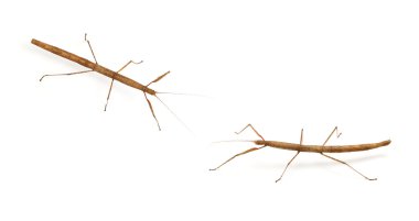 böcek, böcek, phasmatodea - beyaz backgroung izole oreophoetes peruana sopa