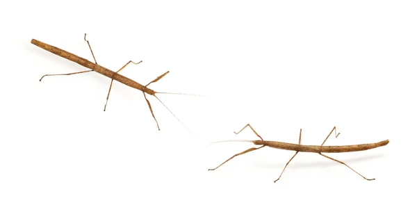 Escarabajo Insecto Phasmatodea Oreophoetes Peruana Aislado Sobre Fondo Blanco — Foto de Stock