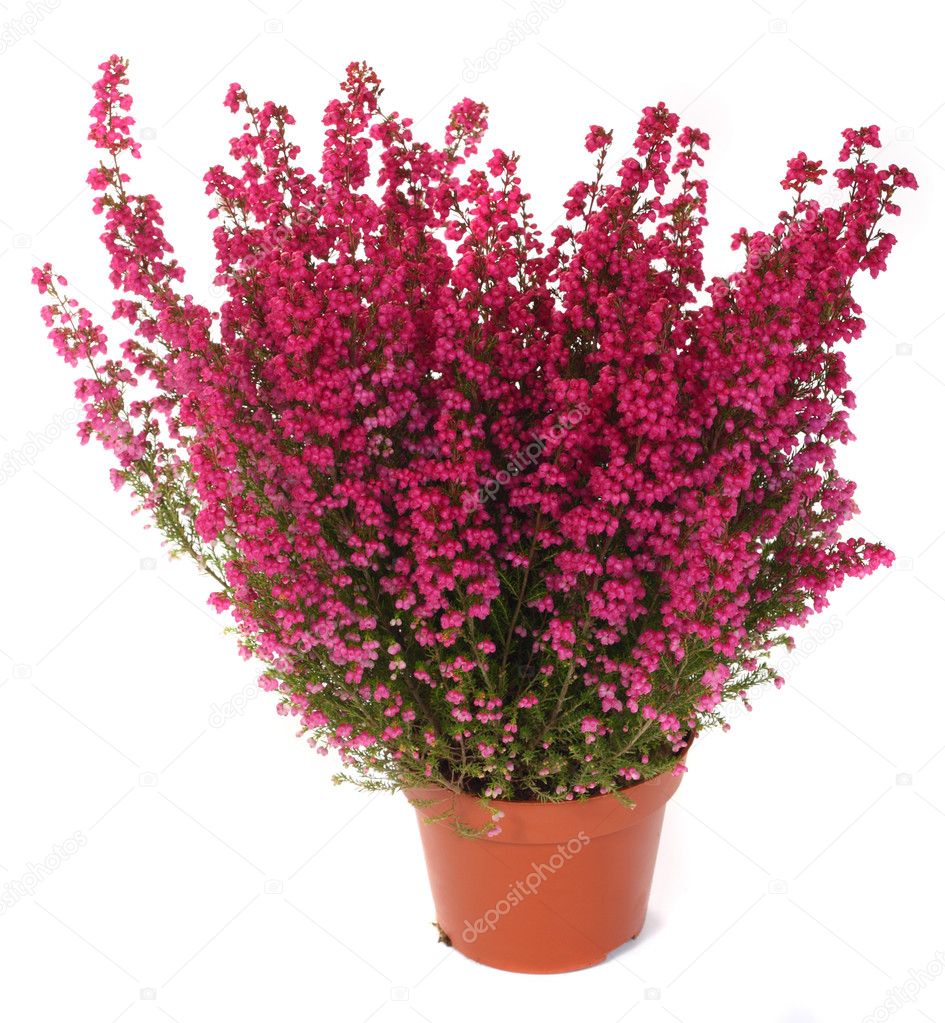 Pot of heather in vase isolated on white