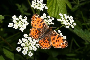 Harita (Araschnia levana)