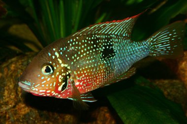 Mexican Fire Mouth (Thorichthys ellioti) clipart
