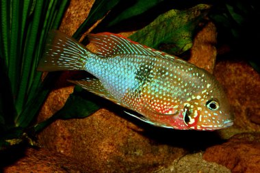 Meksika yangın ağız (Thorichthys ellioti)