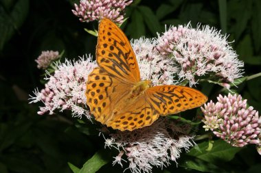 Silver-washed Fritillary (Argynnis paphia) clipart