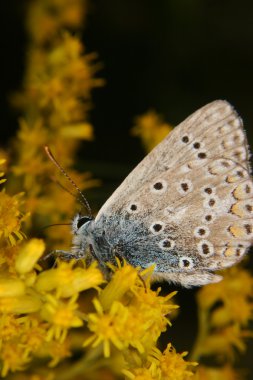 Bürümcük kanatlı kelebek (Lycaenidae)