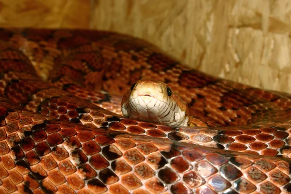 Wąż zbożowy (Pantherophis guttatus) — Zdjęcie stockowe