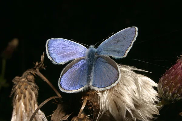 Mariposa alada gossamer (Lycaenidae ) — Foto de Stock