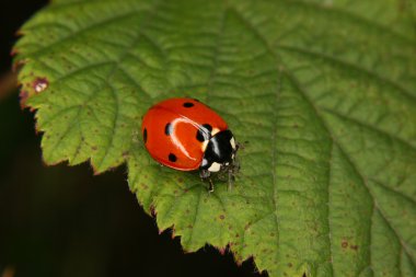Ladybird beetle (Coccinella septempunctata) clipart