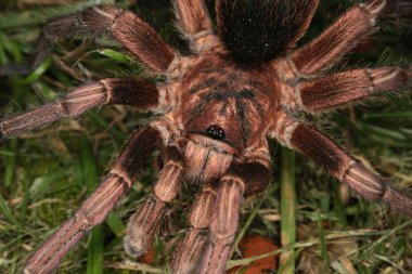 Tarantula (Phormictopus cochleasvorax)