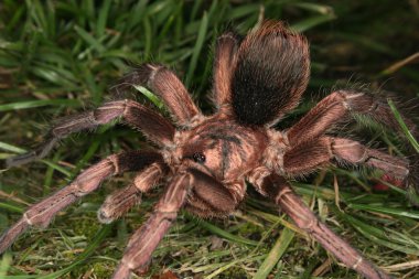 Tarantula (Phormictopus cochleasvorax)