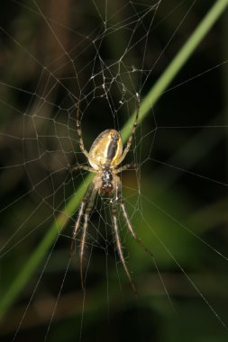 Dört noktalı küre dokumacı (Araneus kuadratus)