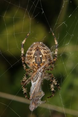 Avrupa Bahçe Örümceği (Araneus diadematus)