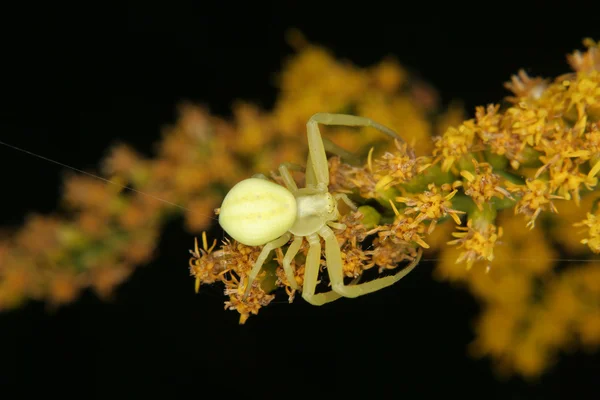 Золотистый краб-паук (Misumena vatia)) — стоковое фото