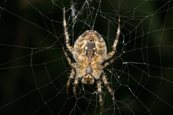 Европейский садовый паук (Araneus dibmatus) ) Стоковое Изображение