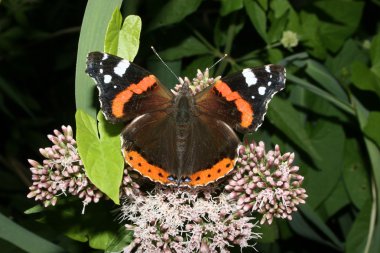 Kızıl Amiral (Vanessa atalanta)